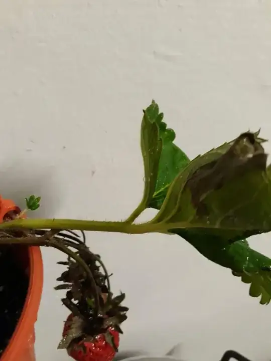 enter image description here Leaves