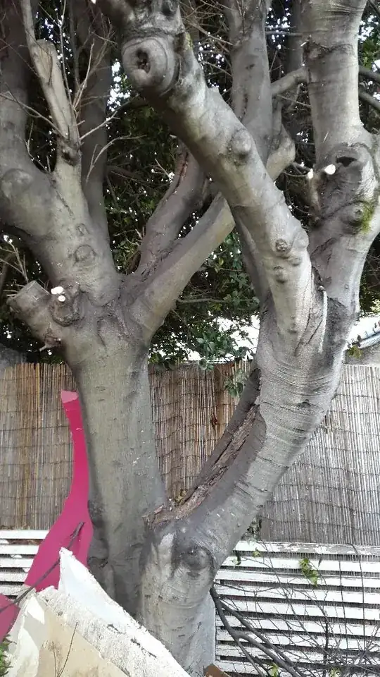 Trunks showing numerous scars from previous pruning and black sooty mould. There is a large wound on the one trunk that almost looks flaky and rotten on the inside.