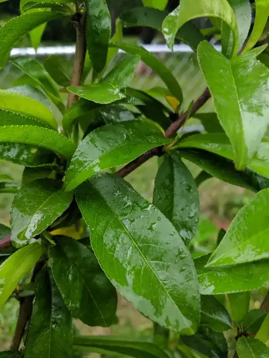 Nectarine Leaves