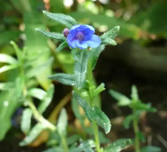 - small blue flower of unknown bushy plant -