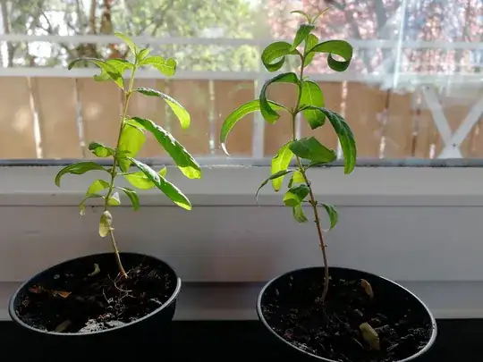 Two eucalyptus seedlings