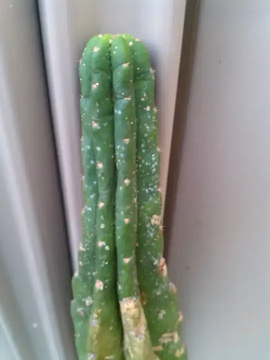 close up of white growth