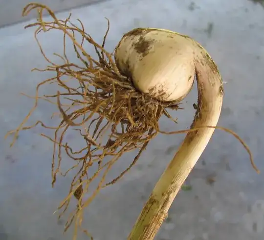 upside down garlic bulb