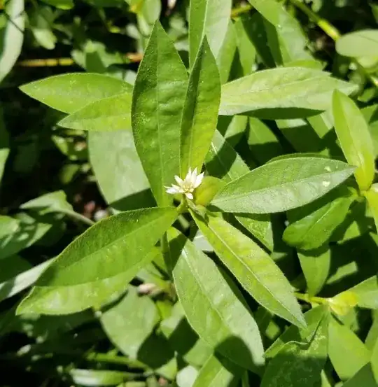 plant showing flower