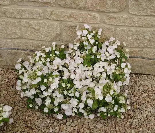 Hydrangea Runaway Bride