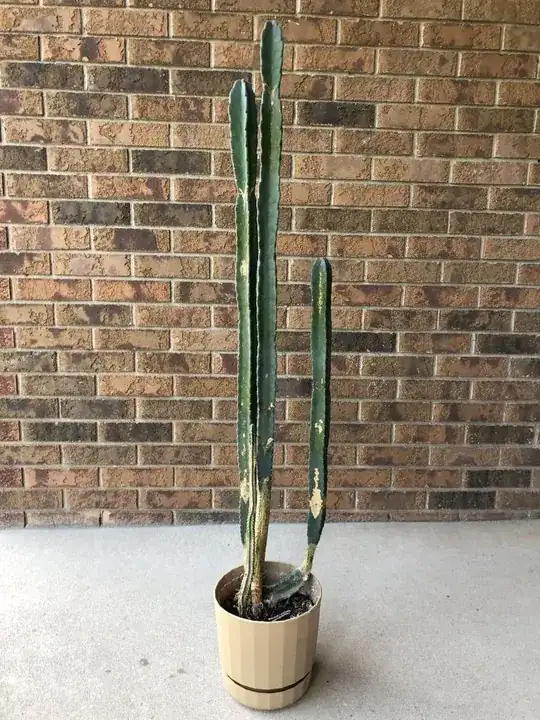 Potted cacti with marks similar to those in the Question.