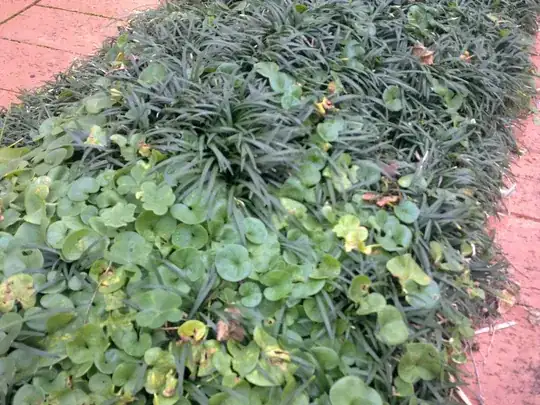 Pennywort in mondo grass