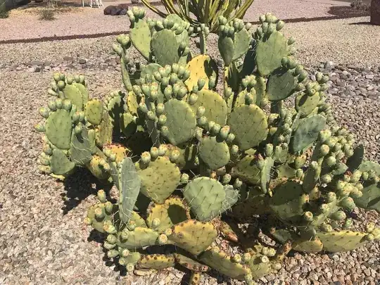 Yellowed Cactus