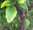Yellow-edged citrus leaves