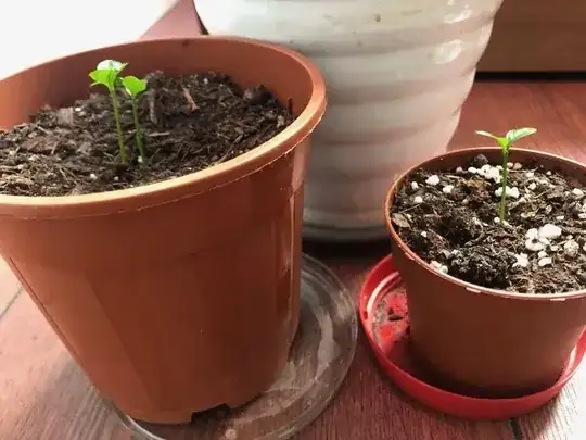 Small broken seed and normal seed in medium pot