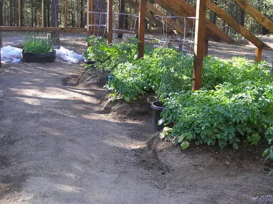 Potatoes growing in raised beds