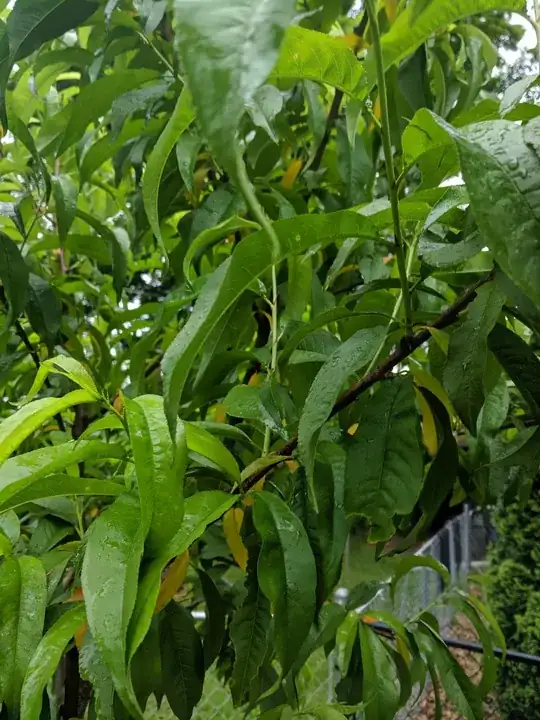 More peach yellowing