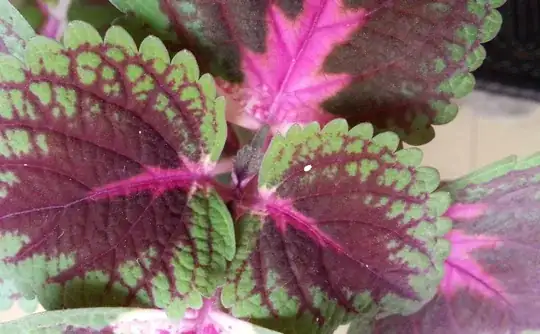 Different plant with only a few of the white pests on the leaves