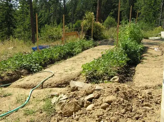 my caliche clay vegey garden first year