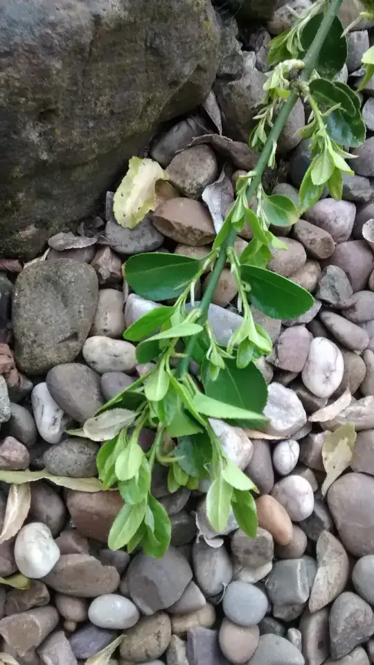 newer branch, not many things