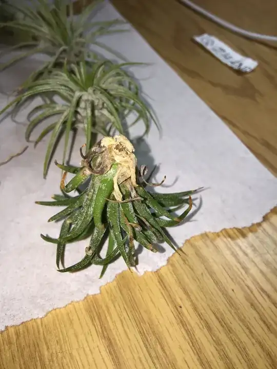 This is an example of the blackened bottom leaves that I described before.