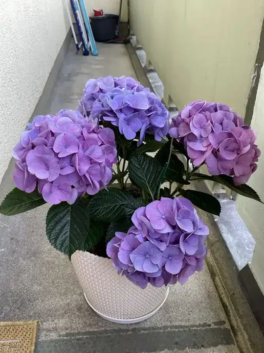 Fresh from the store