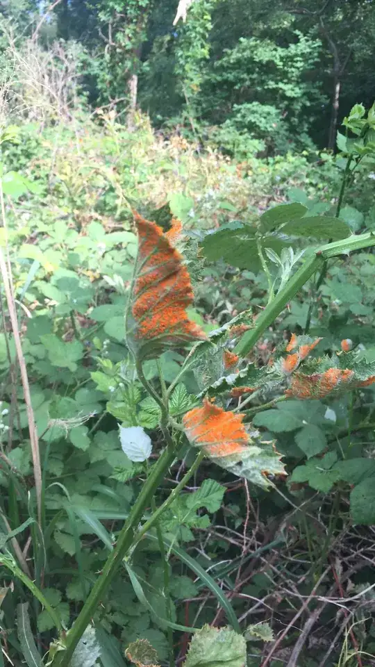 Blackberry leaves with red discolouration