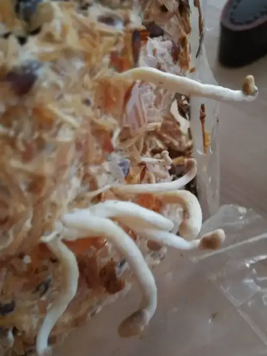 enter link description here