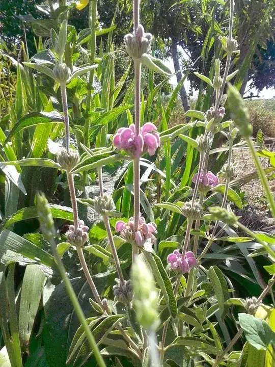 Phlomis with gray purple flowers 