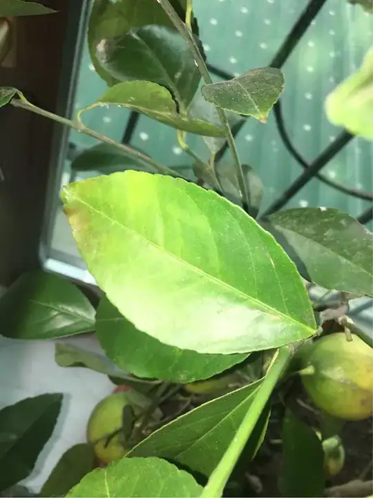 enter image description here