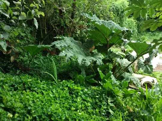 walking Gunnera