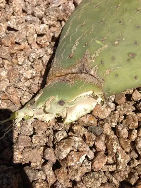 Here is a photo of the broken segment on the ground