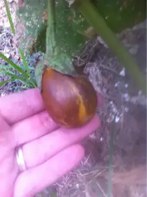 One of my brown eggplants