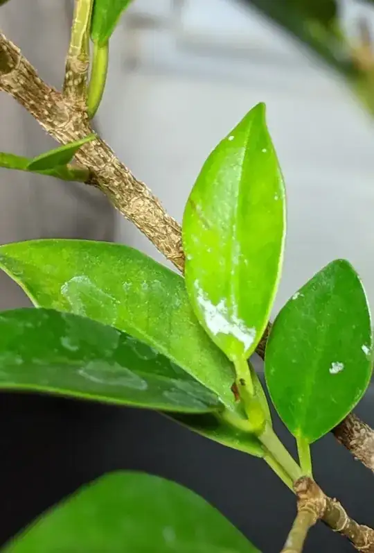 Leaves with white, dried liquid, deposits