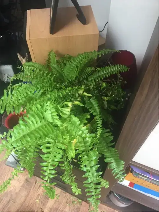 Fern
