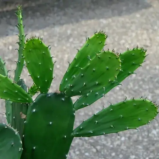 opuntia