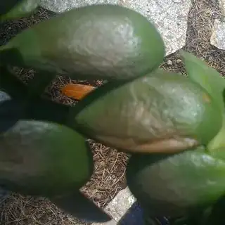 The most dead-looking leaf