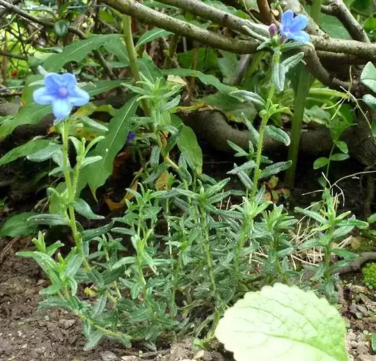 - unidentified blue-flowered small bushy plant -
