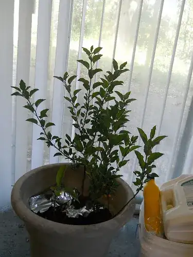 Apple seedlings in a pot