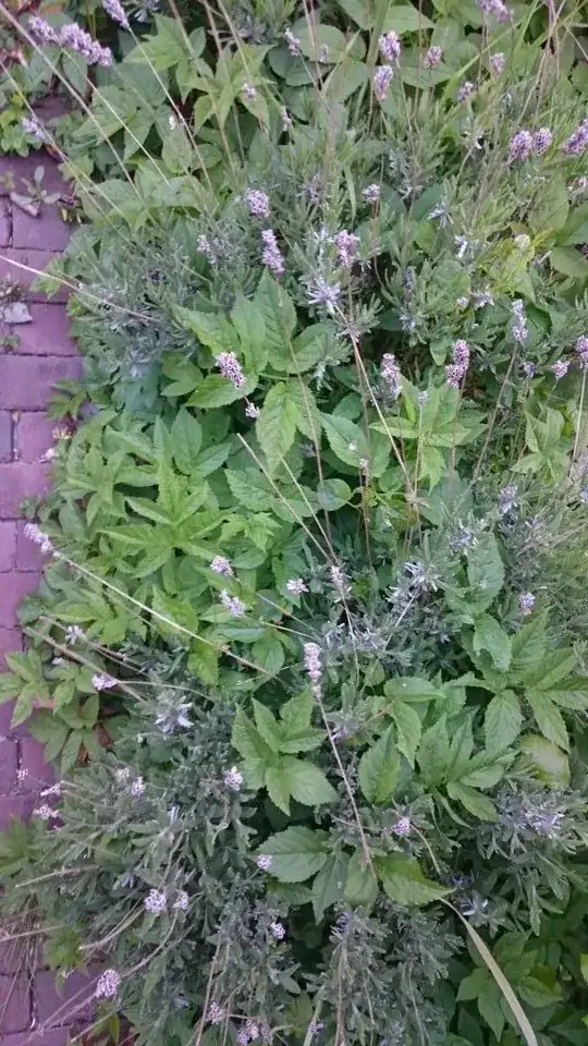 Weeds in lavender flower bed
