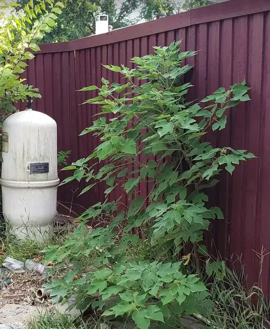 Invasive weed plant from neighbors yard