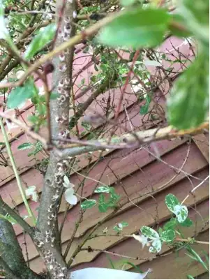 Growth on tree pic 2