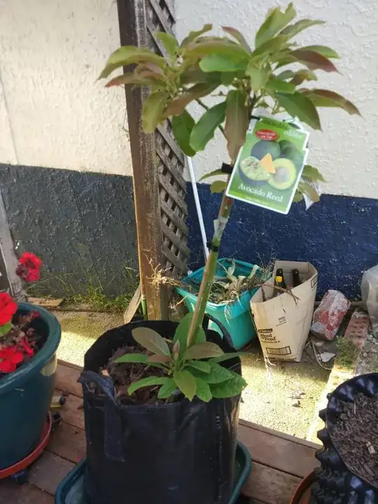 enter link description here