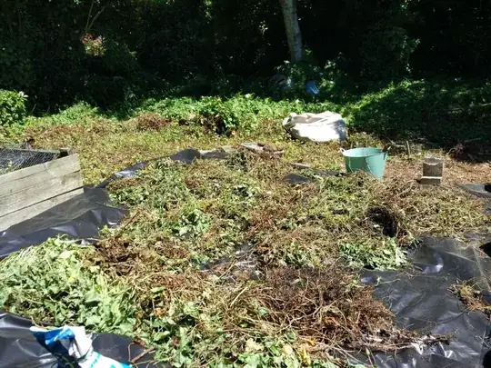 drying out the bindweed