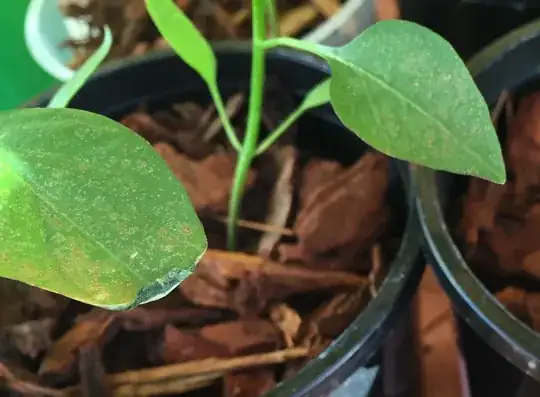 Spotty leaves with dry, curled edges