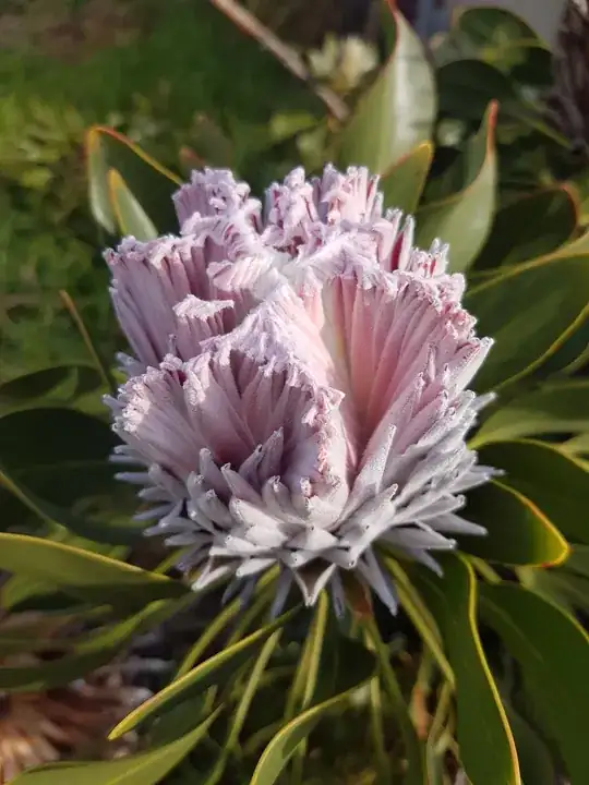 fractal star protea
