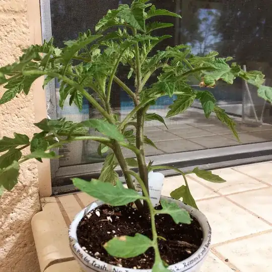 tomato seedling
