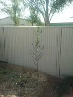 Palm is close to nectarine tree and vege patch