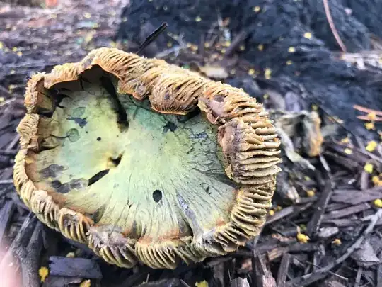 weird fungus found in landscaped beds around office buildings in Redwood Shores near Marine Parkway. What is it? Heavy and roughly size of a softball. I have pictures from other angles but can't figure out how to post more than one...