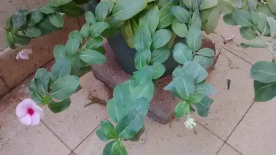 outdoor plant with white powder