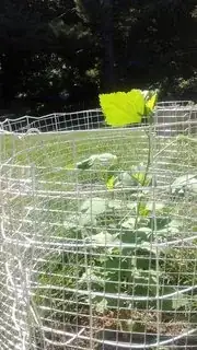 Example of a bushier one