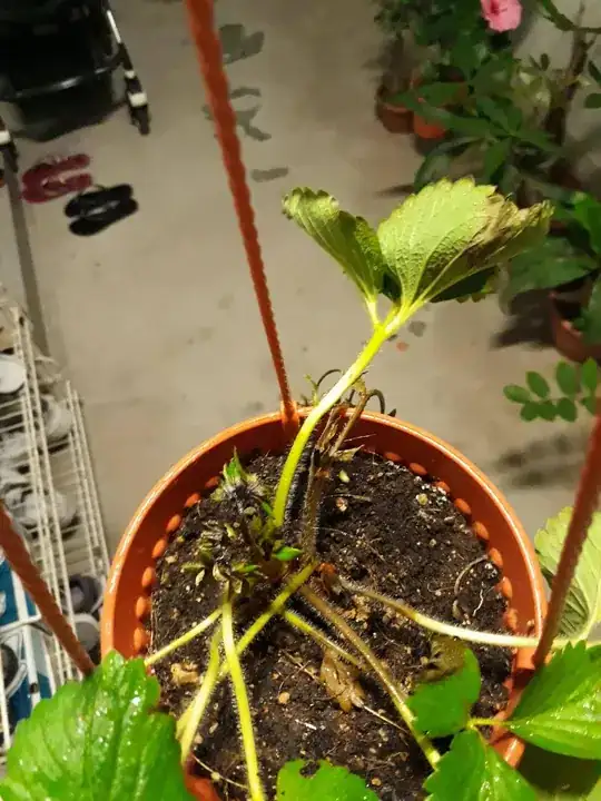 enter image description here Stems