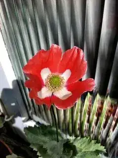 Poppy!