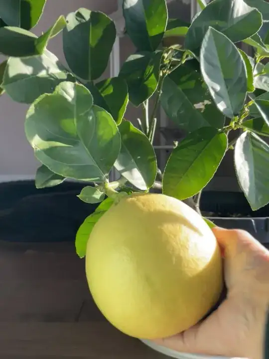Lemon coloured fruit on tree, filling palm of hand