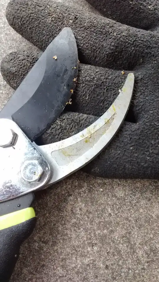 Cutters with yellow/orange stuff on them